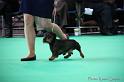 Crufts2011_2 859